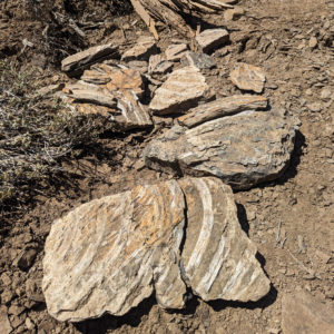 Nevada Ichtyosaur Ribs - Guillaume Prugniel