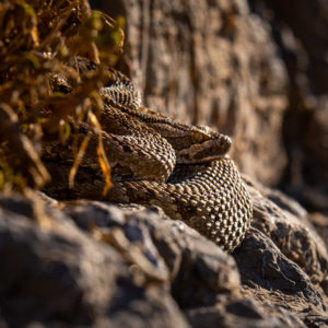 rattle snake - Nevada - Guillaume Prugniel